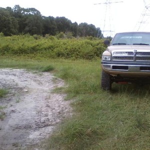 Armadillo swamp Gold Dust