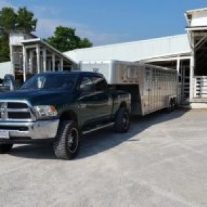July 2016 Cattle Haul