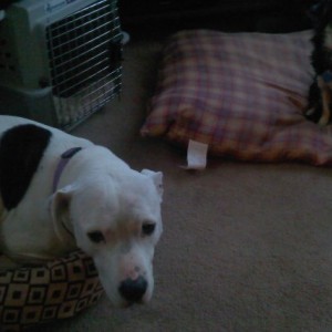 miss an dozer