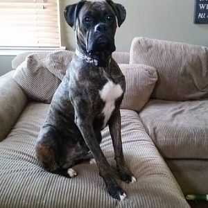 Rocko