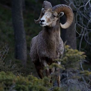 RAM SHEEP