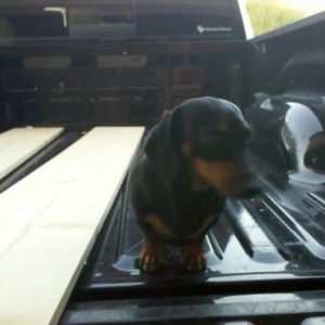 Beware of dog
