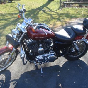 1200 Custom Sportster