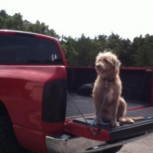 She's a Ram dog.