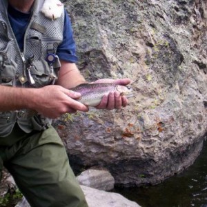 Hot Creek Bow