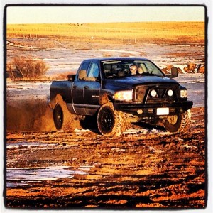 roost