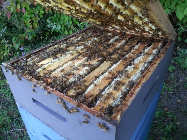 A hive after making honey for a month.