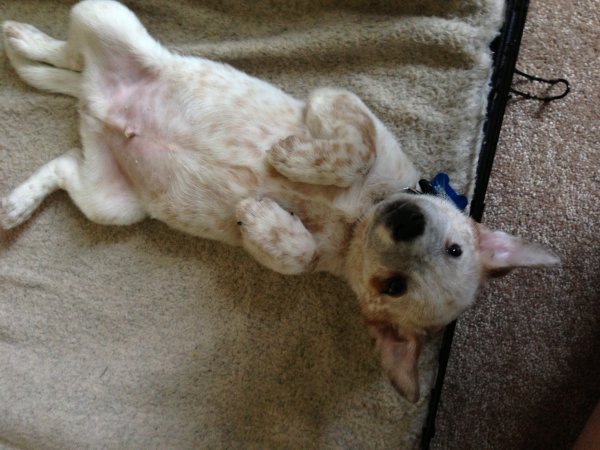 bandit laying