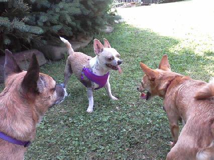 Crazies