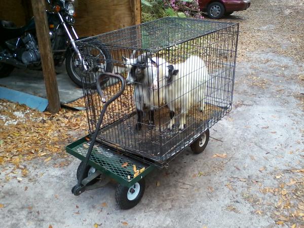 Dodge n Ram (!!) out for a stroll....of course!!!These two "dim bulbs" help keep the back yard "mowed"!!