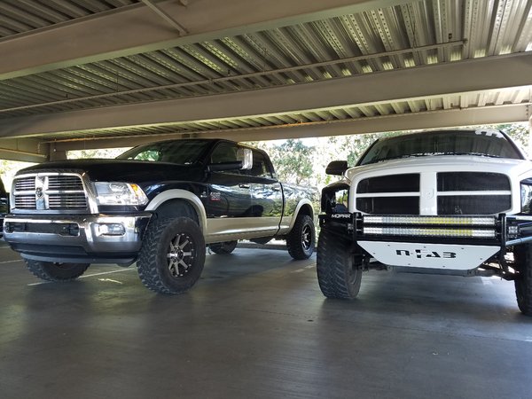Fellow ram next to me again, love it