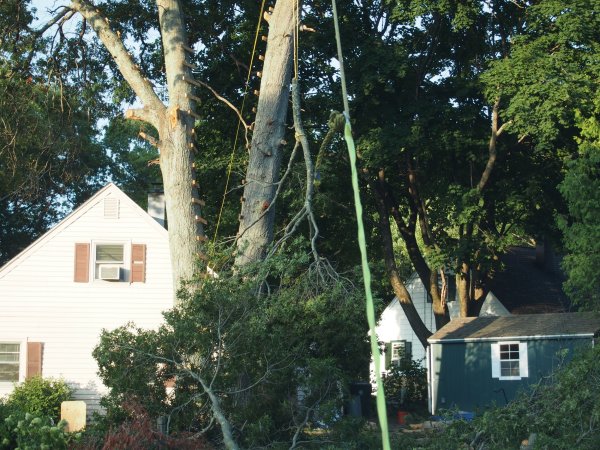Lowering branch from 57 ft. up with Bumble Beast.