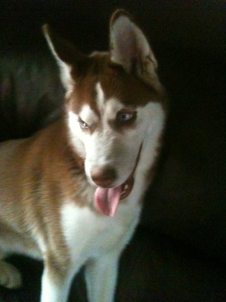 My pup