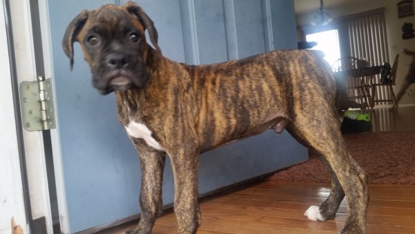 Rocko (9 weeks old)
