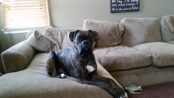 Rocko
