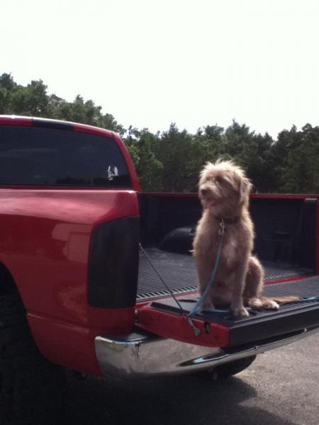 She's a Ram dog.
