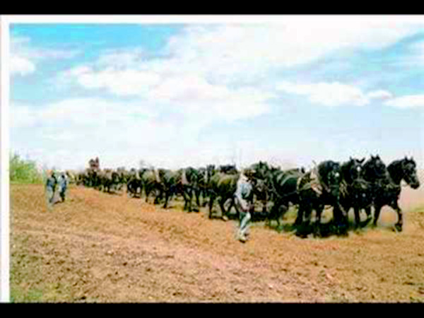 Some serious Horse Power going on here 46 Percherons. Plowing field.