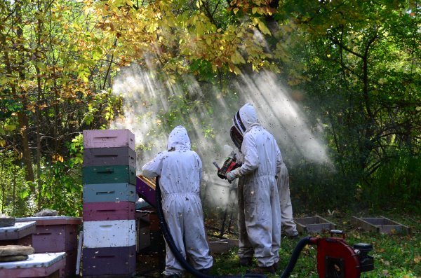 Taking honey off. The blower is to blow the bees out of the honey supers.