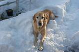 THE DOG