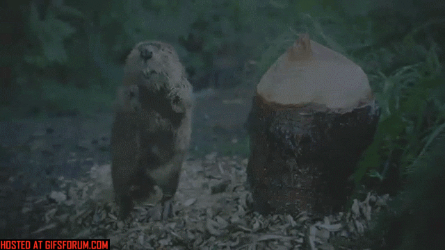 pQLaWJx.gif